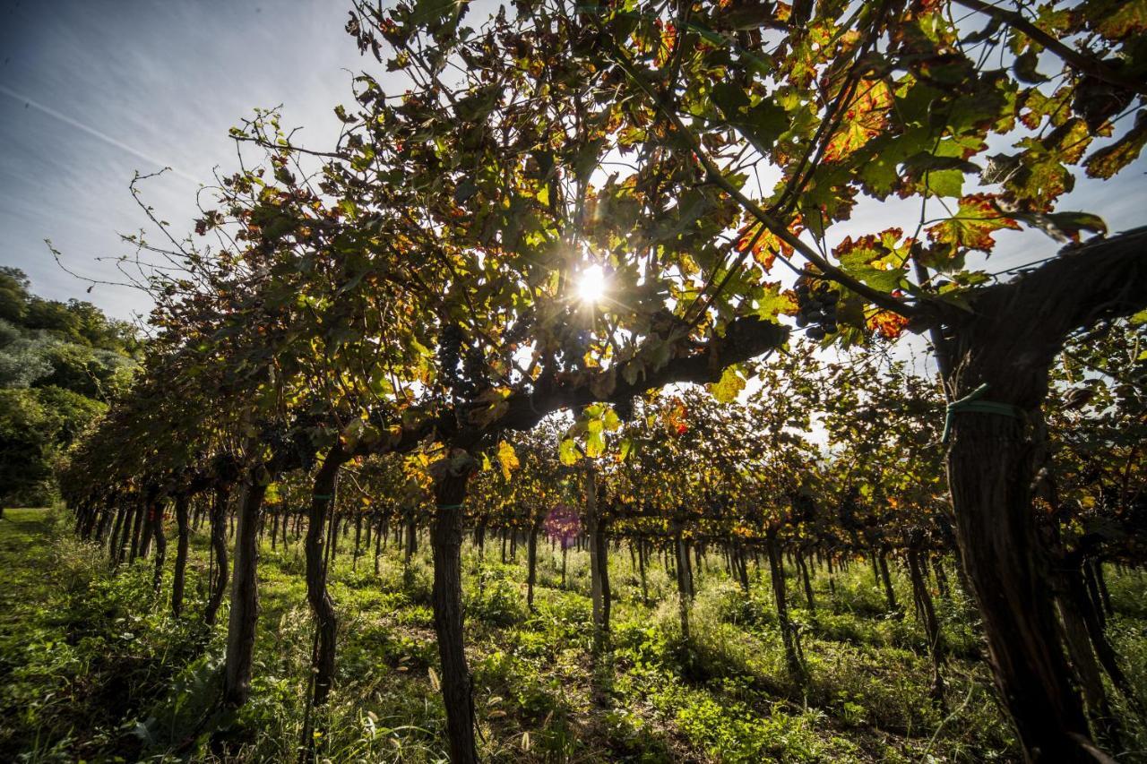 Agriturismo Le Volpi バオーネ エクステリア 写真